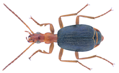 Brachinus immaculicornis beetle specimen