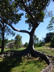 Fig tree at Balls Head Reserve