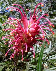 Grevillia flower at Balls Head Reserve