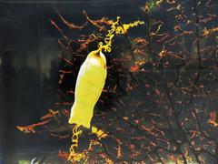 Egg capsules of cloudy catshark