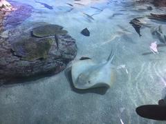 Albino Red stingray in an aquarium