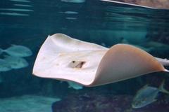 Albino Red stingray at COEX Aquarium