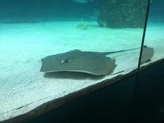 Reticulated whiptail ray gliding over sand bed at COEX Aquarium