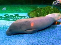 West African Manatee at the COEX Aquarium