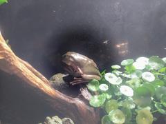 Australian green tree frog in Coex Aquarium