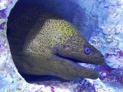 Moray eel in aquarium