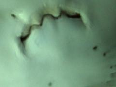 Mouth of bowmouth guitarfish