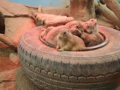 Prairie dogs at COEX Aquarium in Seoul