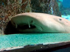 Tawny nurse shark resting in Undersea Tunnel