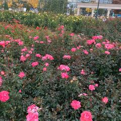 pink roses at a garden