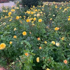 Yellow roses in full bloom at Olympic Park, Seoul