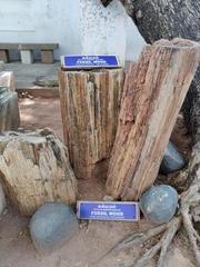 Fossil Wood at Pondicherry Museum