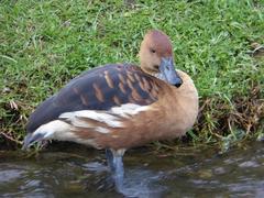 Duck in Pumapunku Archaeological Park