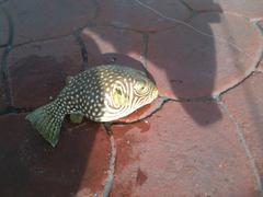 pufferfish caught at Bedok Jetty, Singapore