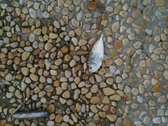 Unidentified bait fish caught by jigging at Bedok Jetty, Singapore