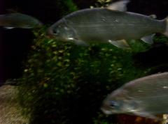 Lake whitefish at the Belle Isle Aquarium