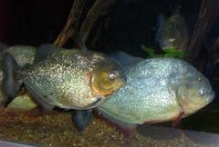 close-up of a piranha