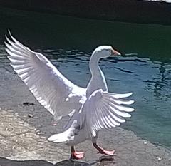 Bird opening its wings for flight in a picturesque hilly landscape