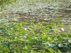 View of Bhimtal Lake and Lotus Point with lush green surroundings