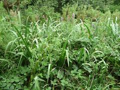 Marsh habitat at Birmingham Nature Centre