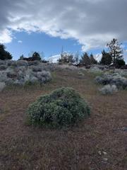 Flora at Truckee Meadows Community College in North Reno, Nevada