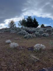 Flora at Truckee Meadows Community College in North Reno, Nevada