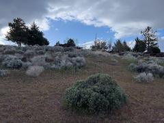 Plant life at Truckee Meadows Community College