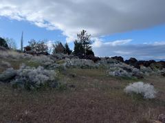 Flora at Truckee Meadows Community College