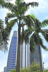 Palm trees and skyscrapers near Boat Quay in Singapore