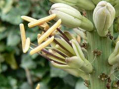 flower of Agave victoriae reginae