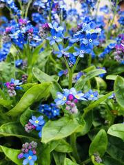 Beautiful Myosotis sylvatica blooming in spring