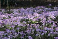 Crocus tommasinianus flower in Planten un Blomen, Hamburg