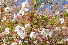 flowering tree at Dammtoranlagen in Planten und Blomen park, Hamburg