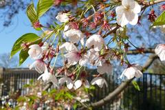 Dammtoranlagen at Planten und Blomen park in Hamburg with a flowering tree