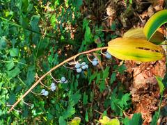 Solomon's seal plant with green leaves and hanging white flowers