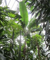 banana plant in the tropical greenhouse at Planten un Blomen, Hamburg