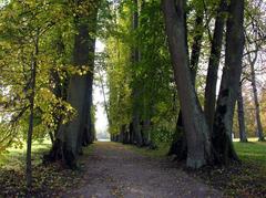 Vilnius University Botanical Garden linden alley