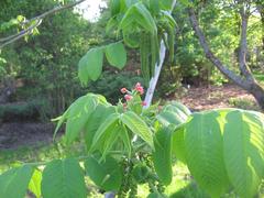 Juglans ailantifolia male catkins and female flowers