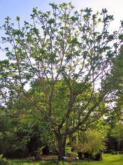 Juglans ailantifolia in blossom