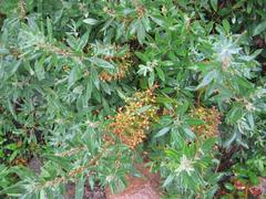 Narrow-leaved Kalmia fruits and leaves at Vilnius University Botanical Garden