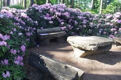 Rododendrons in VU Botanical Garden in Kairėnai