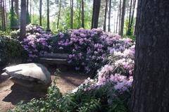 Rhododendrons in VU Botanical Garden Kairėnai