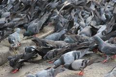 pigeons at Bow Barrack