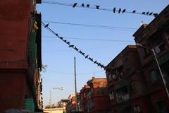 Pigeons outside their nest in Bow Barracks, Kolkata