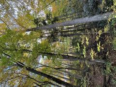 Scenic view of Roaring Fork Motor Nature Trail with trees and cloudy sky