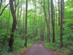 A serene road in Smoky Mountain National Park surrounded by lush greenery