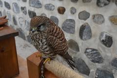 Falcon in Namsangol Hanok Village, Seoul