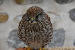 Falcon at Namsangol Hanok Village in Seoul