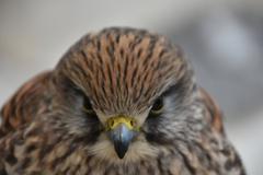 Falcon at Namsangol Hanok Village in Seoul