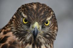 Hawk at Namsangol Hanok Village in Seoul